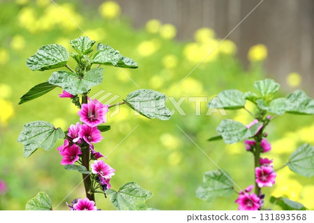Common mallow, mallow Common mallow, mallow 131893568
