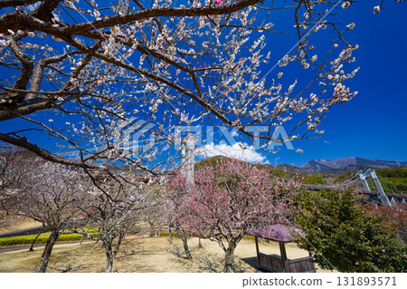 秦野/遠川公園梅林和風吊橋 131893571