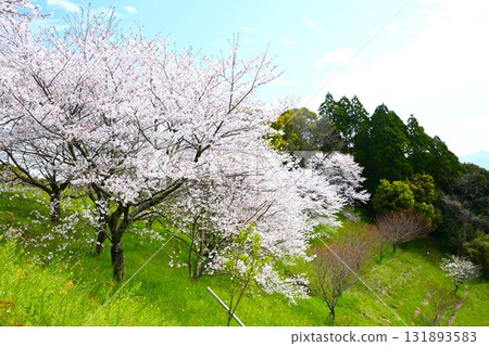 盛開的櫻花映襯著藍天 131893583