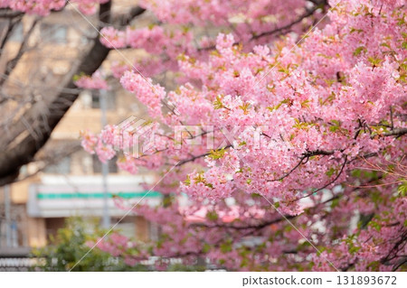 Kawazu cherry blossoms in full bloom Kawazu cherry blossoms in full bloom 131893672