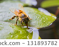 A bee drinking water on a leaf 131893782