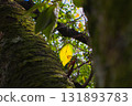 Yellow leaf 131893783