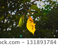 Yellow leaf 131893784