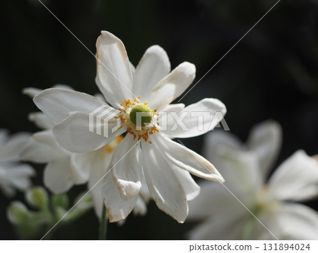 White flowers, double-flowered Japanese anemone White flowers, double-flowered Japanese anemone 131894024