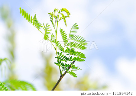 White Popinac , Lead Tree or Leucaena leucocephala or LEGUMINOSAE MIMOSOIDEAE 131894142