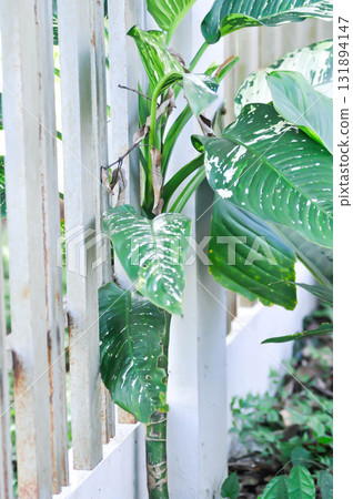 Dieffenbachia, Dumb canes or Dieffenbachia poisonous or bicolor plant 131894147