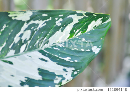 Dieffenbachia, Dumb canes or Dieffenbachia poisonous or bicolor plant 131894148