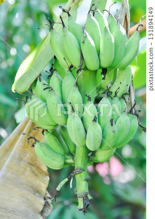 banana or banana plant, banana tree or Banana blossom or banana seed 131894149