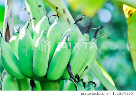 banana or banana plant, banana tree or Banana blossom or banana seed banana or banana plant, banana tree or Banana blossom or banana seed 131894150
