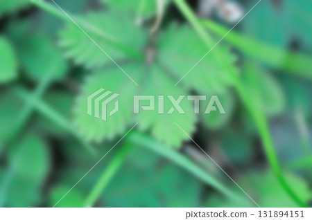 blur background or leaf background or Sensitive plant , Shameplant or Sleeping grass 131894151