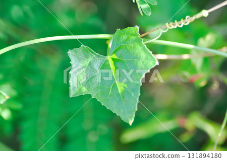 Ivy gourd , Coccinia grandis or CUCURBITACEAE 131894180