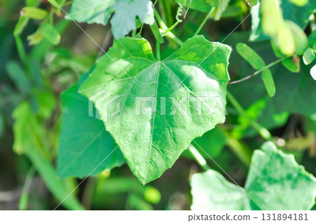 Ivy gourd , Coccinia grandis or CUCURBITACEAE Ivy gourd , Coccinia grandis or CUCURBITACEAE 131894181