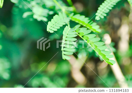 White Popinac , Lead Tree or Leucaena leucocephala or LEGUMINOSAE MIMOSOIDEAE 131894183