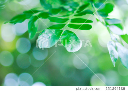 Rain tree or Samanea saman, LEGUMINOSAE MIMOSOIDEAE 131894186