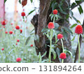 Red sennigyo flowers 131894264