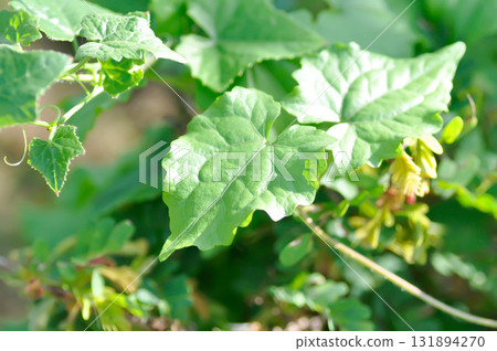 Asteraceae, climbing hempweed or Mikania cordata Burm f B L Robinson or Mikania micrantha or Mikania scandens or weed Asteraceae, climbing hempweed or Mikania cordata Burm f B L Robinson or Mikania micrantha or Mikania scandens or weed 131894270