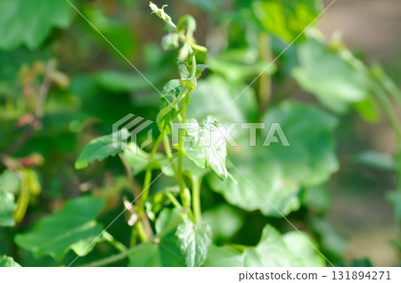 Asteraceae, climbing hempweed or Mikania cordata Burm f B L Robinson or Mikania micrantha or  Mikania scandens or weed 131894271