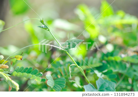 Ivy gourd , Coccinia grandis or CUCURBITACEAE Ivy gourd , Coccinia grandis or CUCURBITACEAE 131894273