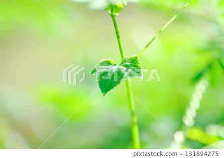 Ivy gourd , Coccinia grandis or CUCURBITACEAE 131894275
