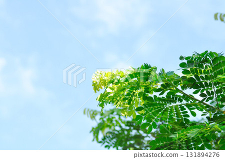 Rain tree or Samanea saman, LEGUMINOSAE MIMOSOIDEAE 131894276