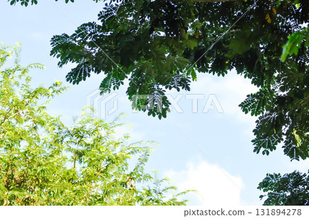 Rain tree or Samanea saman, LEGUMINOSAE MIMOSOIDEAE and tamarind tree Rain tree or Samanea saman, LEGUMINOSAE MIMOSOIDEAE and tamarind tree 131894278