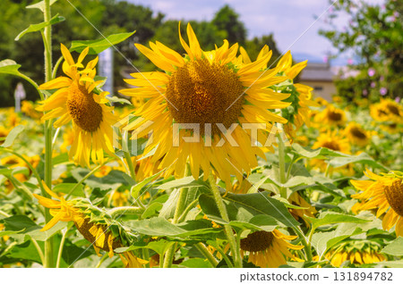 長池向日葵田 向日葵花-13 131894782