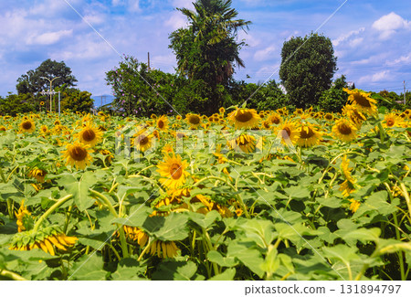 Nagazaike Sunflower Field Sunflowers-28 Nagazaike Sunflower Field Sunflowers-28 131894797