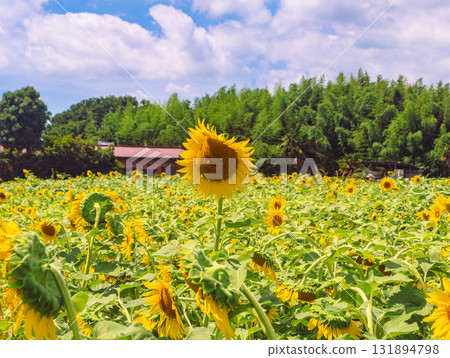 Nagazaike Sunflower Field Sunflower Flowers-29 Nagazaike Sunflower Field Sunflower Flowers-29 131894798