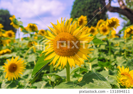 Nagazaike Sunflower Field Sunflower Flowers-42 Nagazaike Sunflower Field Sunflower Flowers-42 131894811