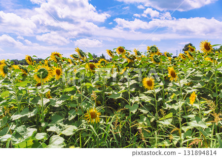 Nagazaike Sunflower Field Sunflowers - 45 Nagazaike Sunflower Field Sunflowers - 45 131894814