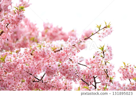 河津櫻花盛開 131895023
