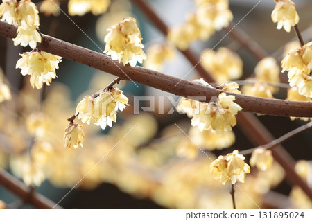 魯白盛開 131895024