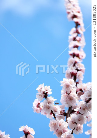 Plum blossoms in full bloom, vertical position Plum blossoms in full bloom, vertical position 131895025