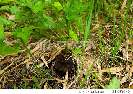 [Aomori Prefecture] Bamboo shoots emerging from the ground 131895080