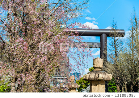 東京靖國神社:垂枝櫻花和大鳥居 東京靖國神社:垂枝櫻花和大鳥居 131895083