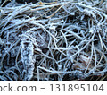 The grass covered in frost / Macro shot of dead grass covered in frost in the early winter morning 131895104