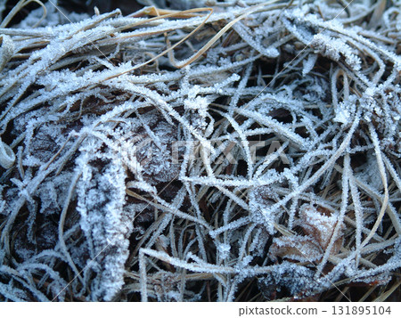 The grass covered in frost / Macro shot of dead grass covered in frost in the early winter morning 131895104