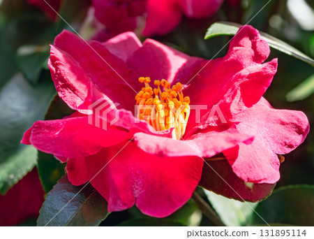 Red camellia flower-6 131895114