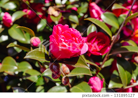 Red camellia flower - 20 131895127