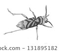 Longhorn beetle_pencil drawing 131895182