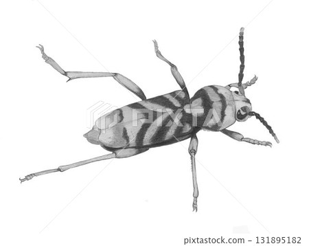 Longhorn beetle_pencil drawing 131895182
