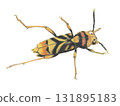 Longhorn beetle_colored pencil drawing 131895183