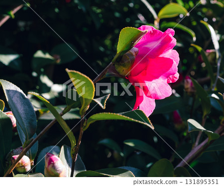 Red camellia flower - 109 131895351