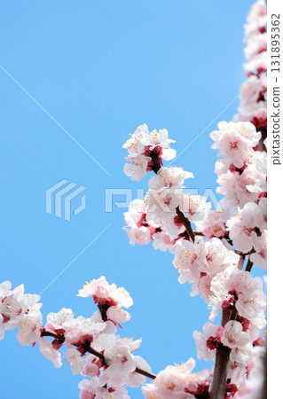 盛開的梅花,垂直位置 盛開的梅花,垂直位置 131895362