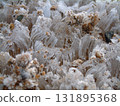 Frost pillars / Early morning frost pillars appearing due to the cold caused by radiation cooling (close-up zoom macro photography) 131895368