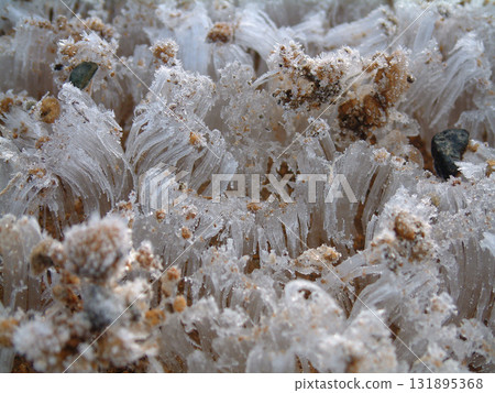 Frost pillars / Early morning frost pillars appearing due to the cold caused by radiation cooling (close-up zoom macro photography) 131895368
