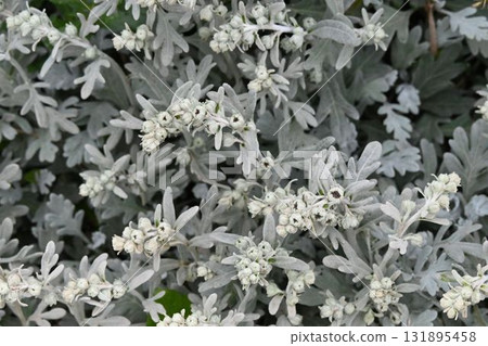 A beautiful cluster of white artemisia, entirely covered with hair, was seen on the coast of Rebun Island in Hokkaido. 131895458