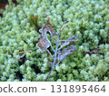 Frozen moss Close-up of moss frozen in the morning frost in the early morning when the temperature drops below freezing due to the radiation cooling effect 131895464