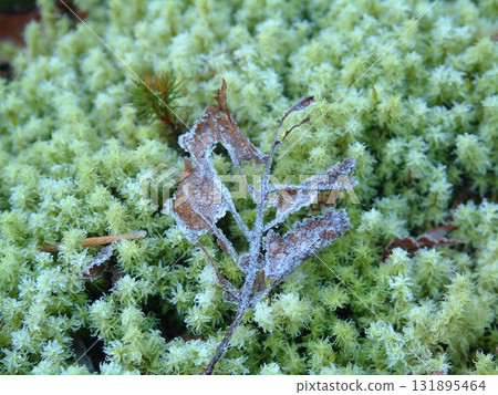 Frozen moss Close-up of moss frozen in the morning frost in the early morning when the temperature drops below freezing due to the radiation cooling effect 131895464