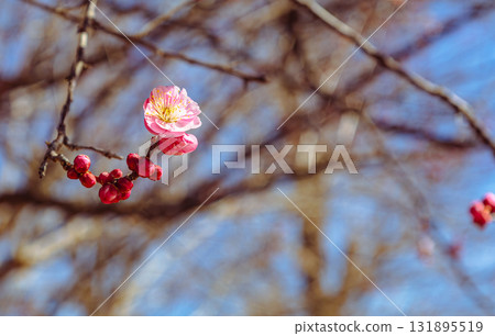 梅花 - 152 131895519